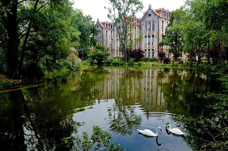 Swans on the park lake